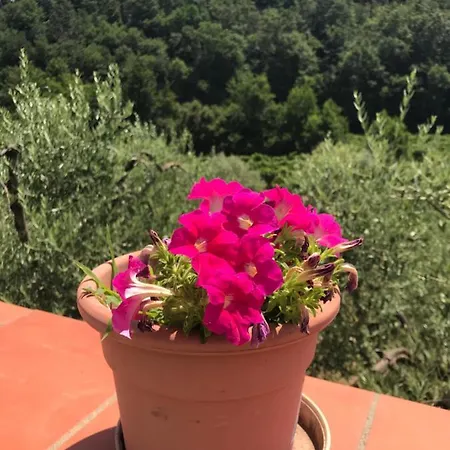 Apartment Da Lucia Vinci